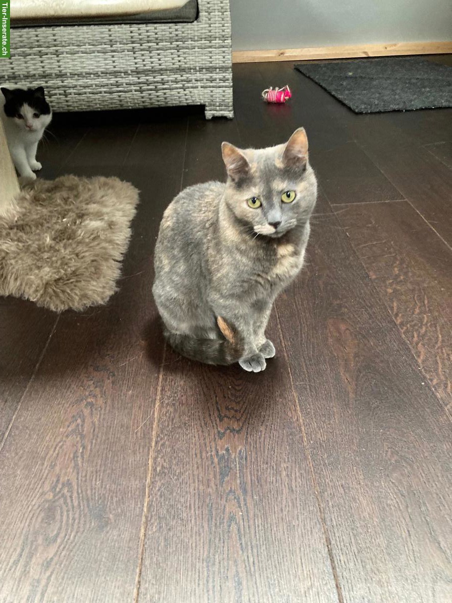 Bild 4: 2 zierliche Wohnungskatzen umständehalber abzugeben