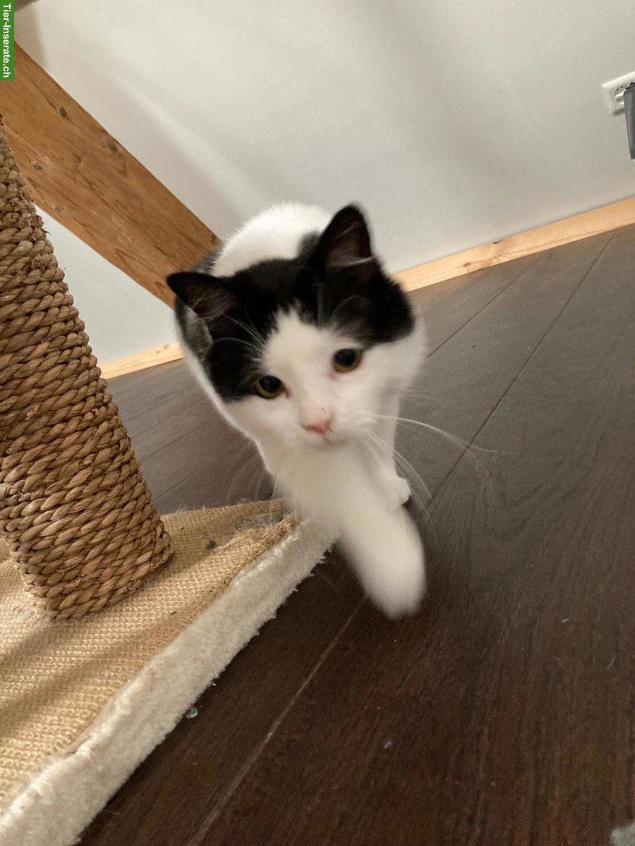 Bild 5: 2 zierliche Wohnungskatzen umständehalber abzugeben