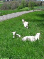 Suche 2 jüngere weisse Ziegen, hornlos