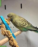 Wellensittich Blackface sucht artgerechtes Zuhause