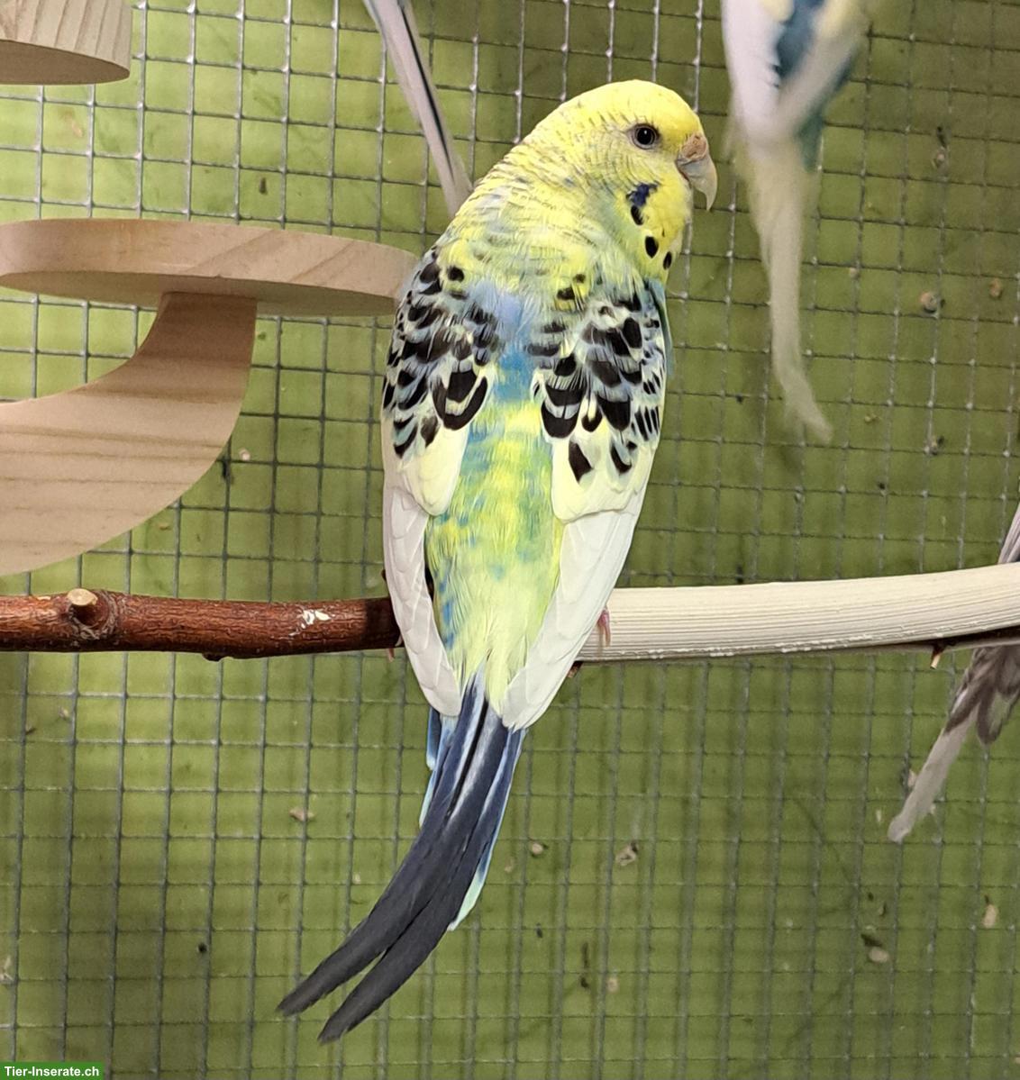 Wellensittich Henne, Jahrgang 2023