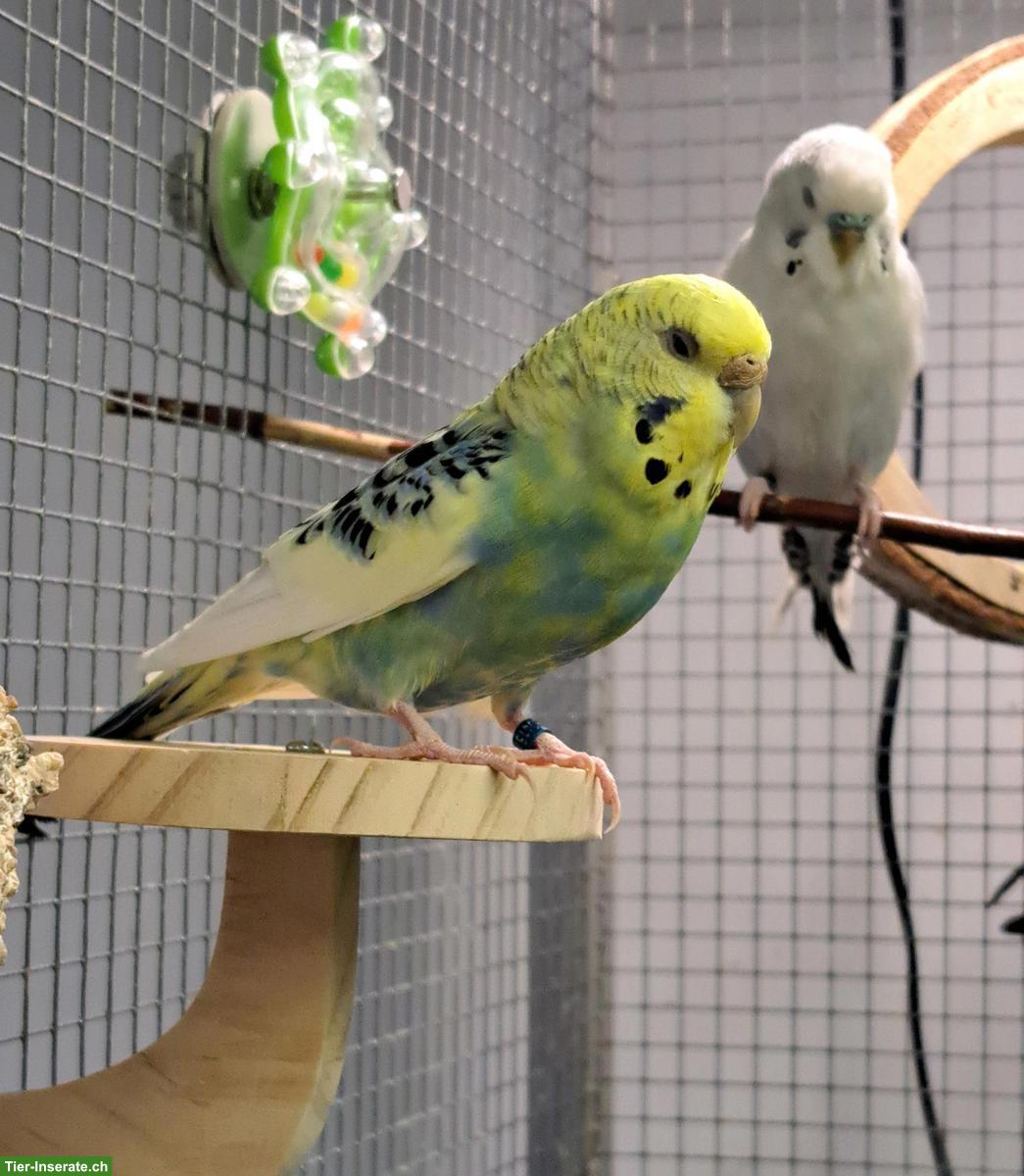 Bild 2: Wellensittich Henne, Jahrgang 2023