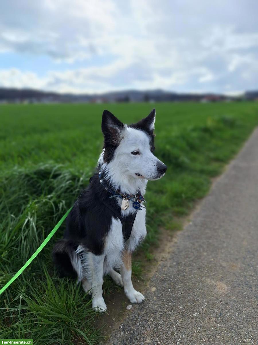Border Collie Hündin