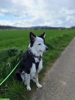 Border Collie Hündin, verschmust und kinderlieb