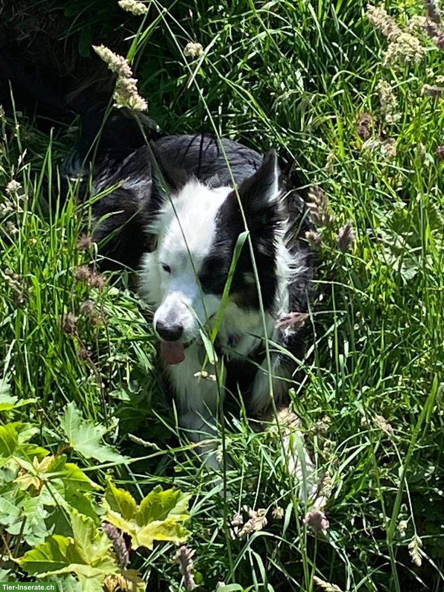 Bild 2: Border Collie Hündin