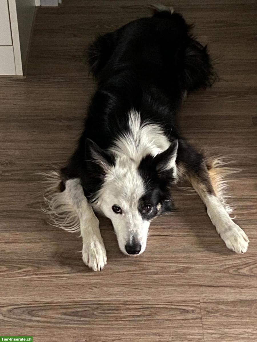 Bild 5: Border Collie Hündin