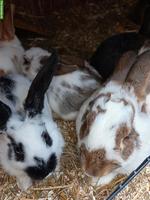 Hauskaninchen 🐰 Babys suchen ein neues Zuhause