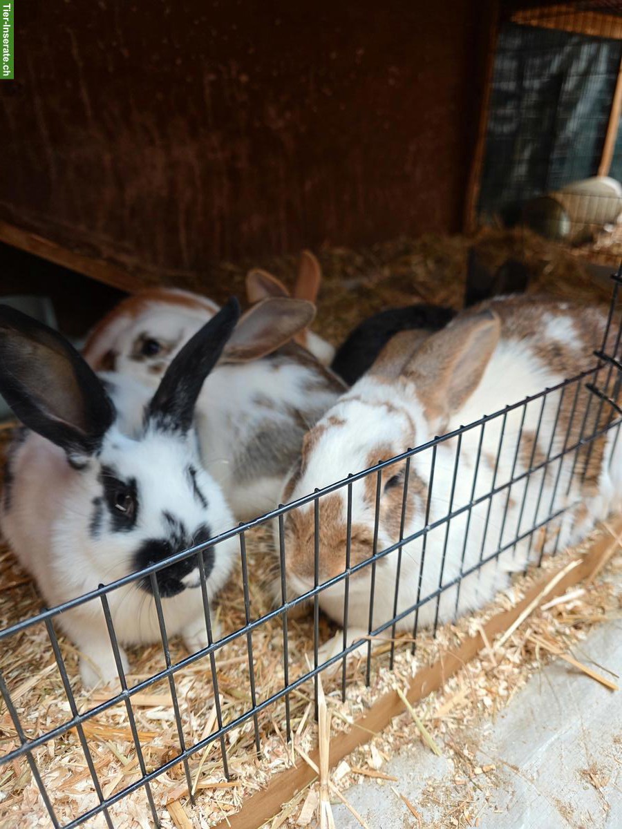 Bild 2: Hauskaninchen 🐰 Babys suchen ein neues Zuhause