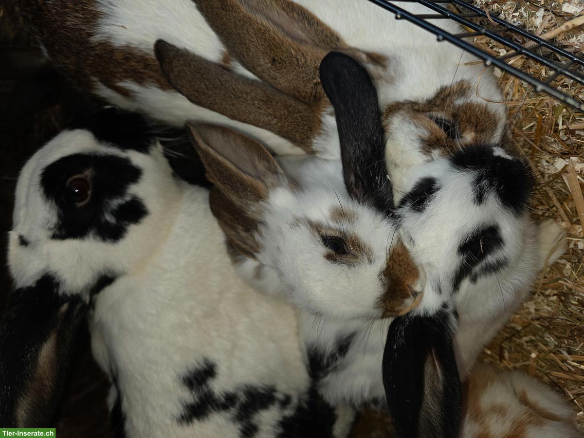 Bild 3: Hauskaninchen 🐰 Babys suchen ein neues Zuhause