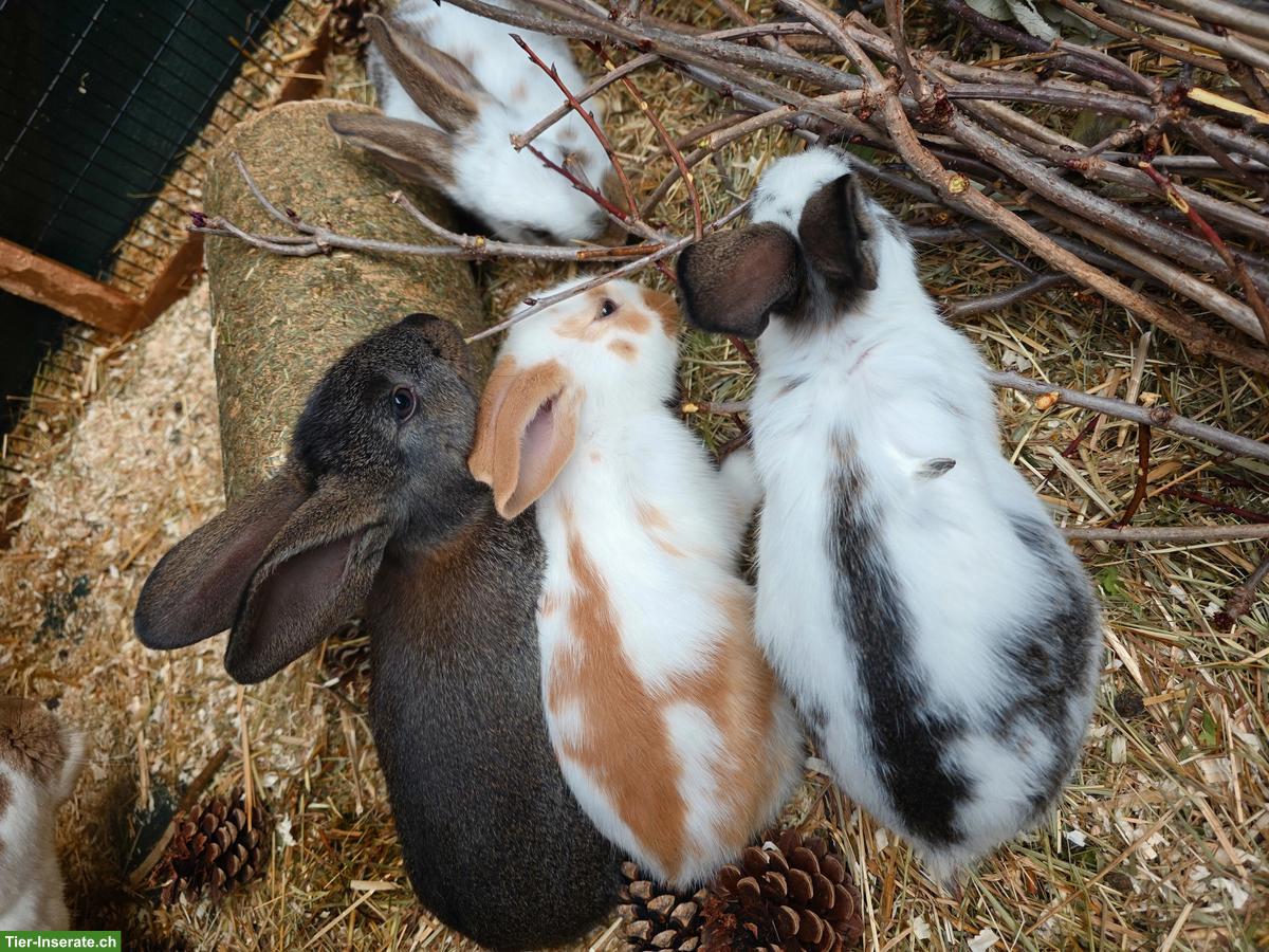 Bild 4: Hauskaninchen 🐰 Babys suchen ein neues Zuhause