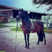 Langfristig orientierte, im Leben stehende Reitbeteiligung gesucht