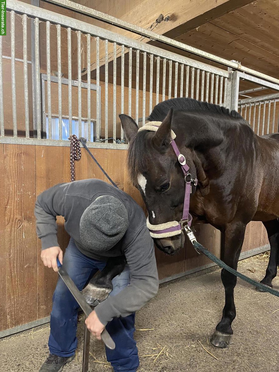 Bild 3: Langfristig orientierte, im Leben stehende Reitbeteiligung gesucht