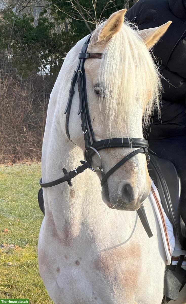 Wunderschöner Palomino-Ponywallach zu verkaufen