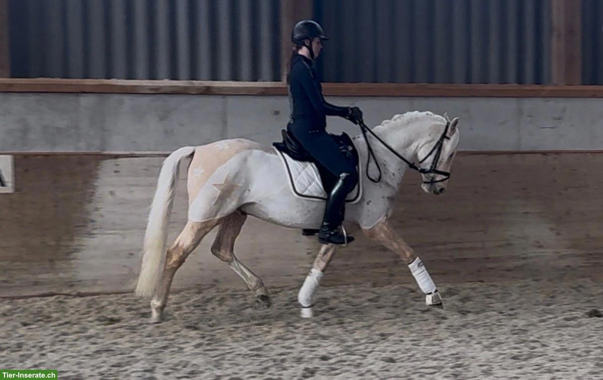 Bild 2: Wunderschöner Palomino-Ponywallach zu verkaufen