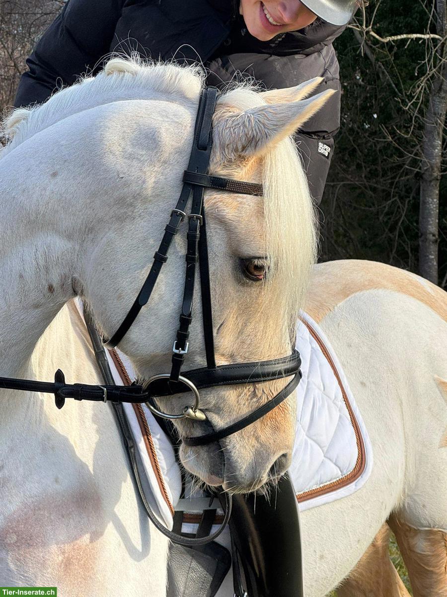 Bild 3: Wunderschöner Palomino-Ponywallach zu verkaufen