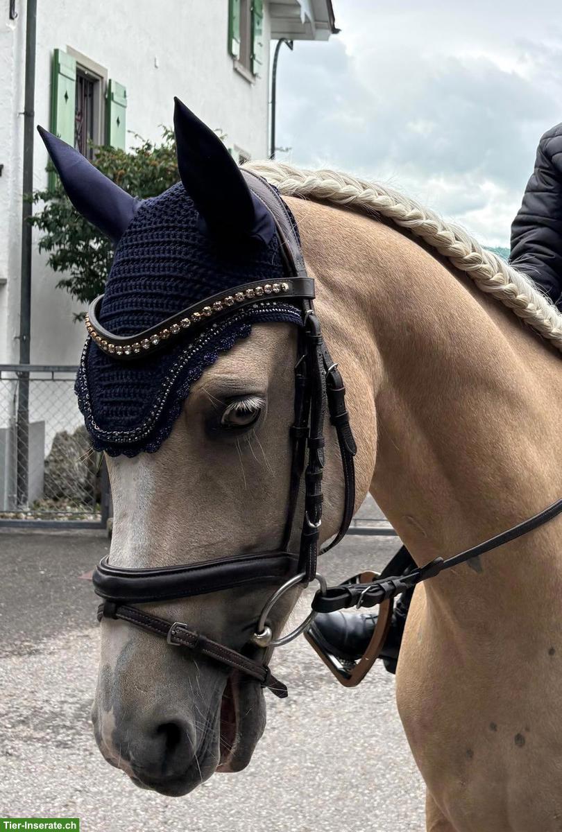 Bild 5: Wunderschöner Palomino-Ponywallach zu verkaufen