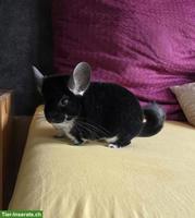 Gspändli für Chinchilla-Weibchen gesucht