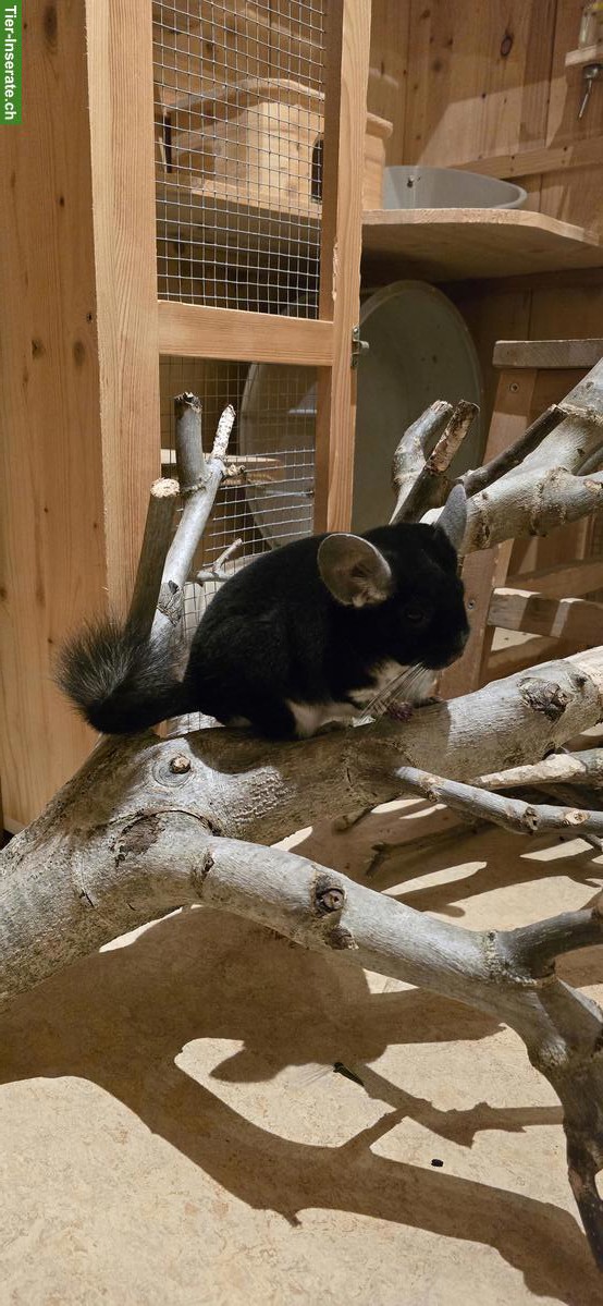 Bild 2: Gspändli für Chinchilla-Weibchen gesucht