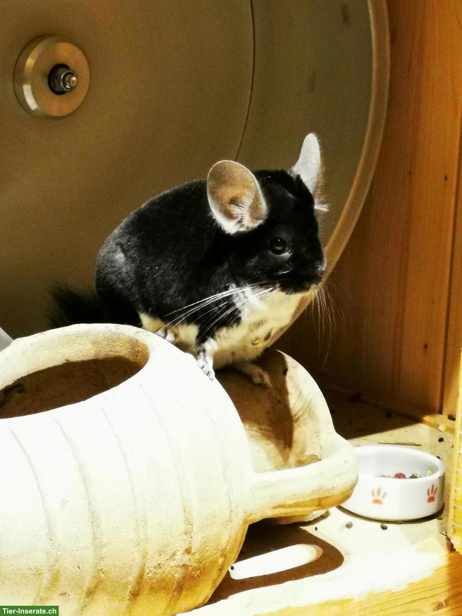 Bild 3: Gspändli für Chinchilla-Weibchen gesucht