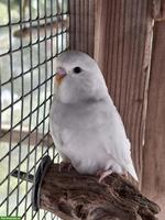 2 herzige Wellensittiche (Geschwister) suchen Lebensplatz