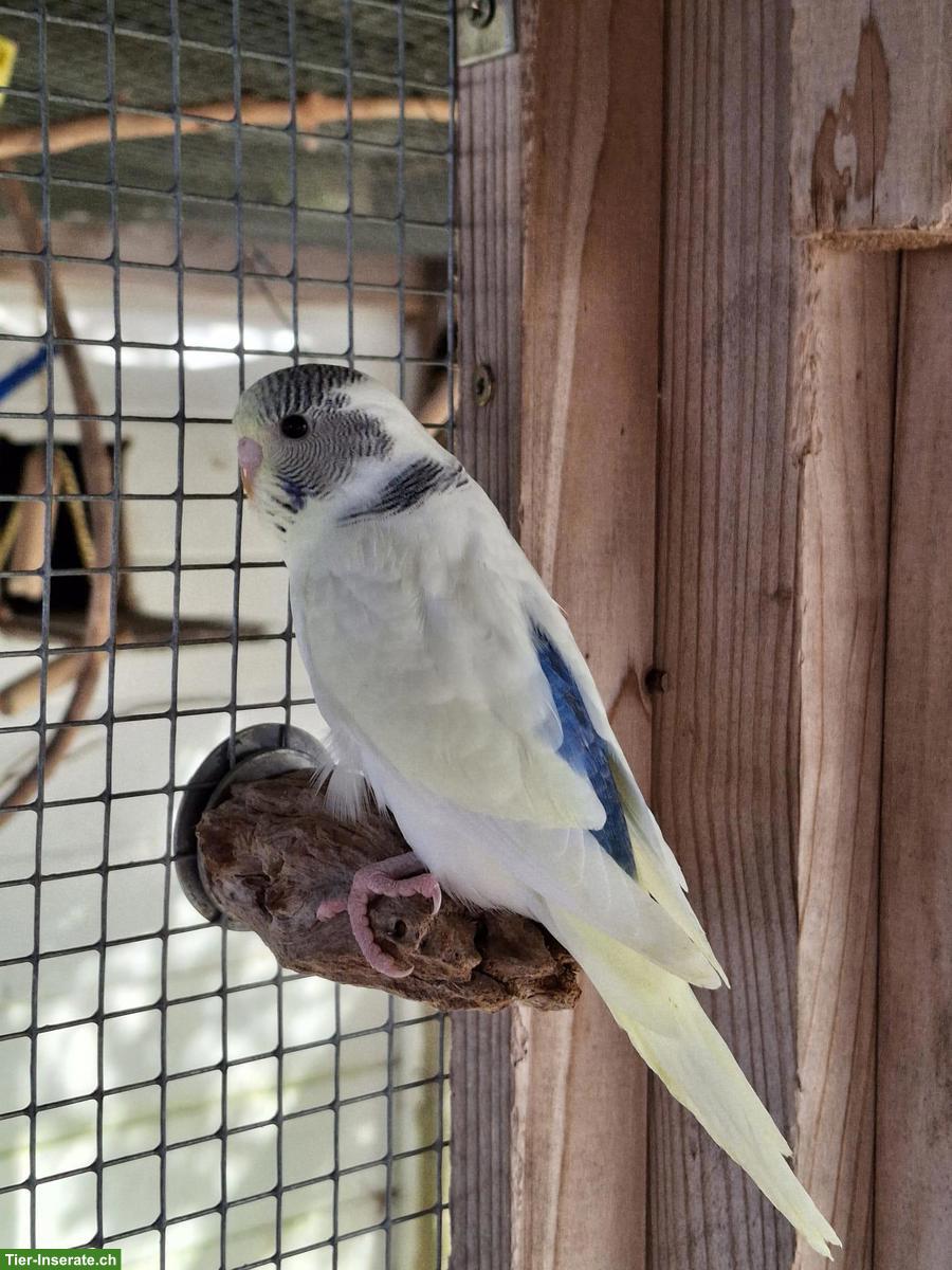 Bild 2: 2 herzige Wellensittiche (Geschwister) suchen Lebensplatz
