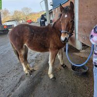 Reitbeteiligung Shire Horse + Pflegebeteiligung Freiberger Fohlen