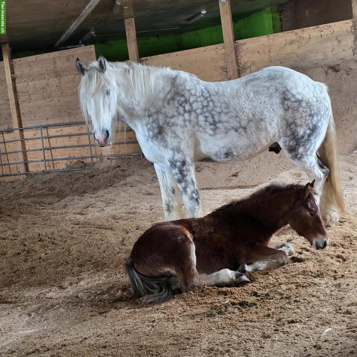 Bild 2: Reitbeteiligung Shire Horse + Pflegebeteiligung Freiberger Fohlen