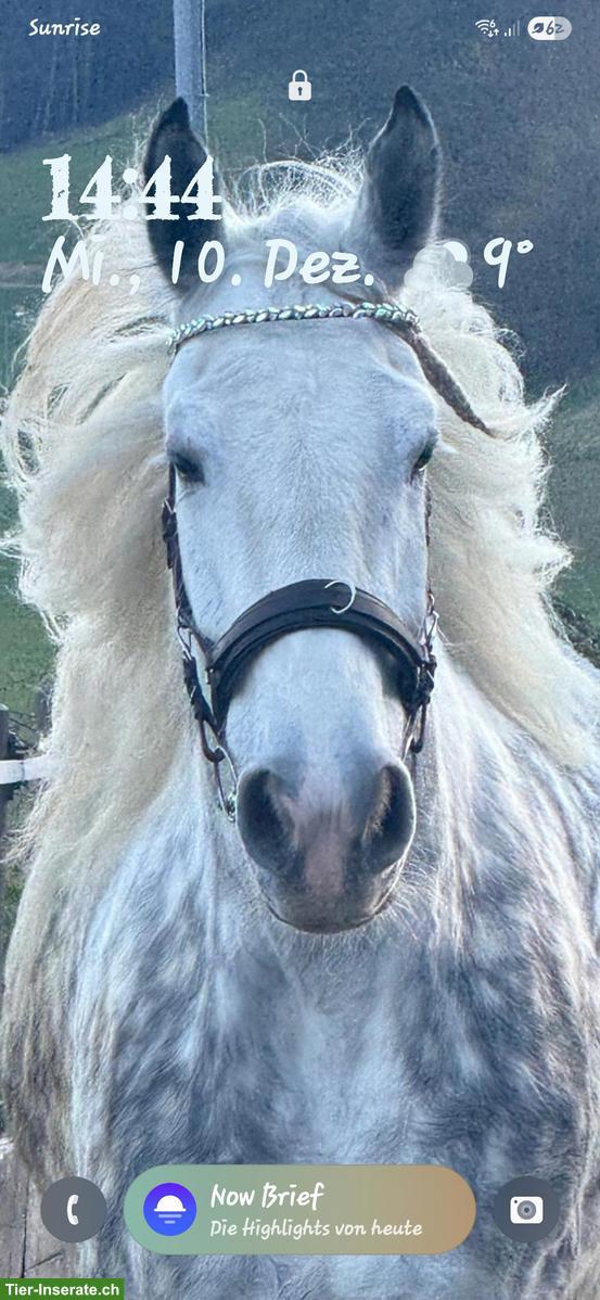 Bild 3: Reitbeteiligung Shire Horse + Pflegebeteiligung Freiberger Fohlen