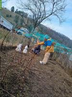 4 Schweizer Hühner 10 Monate alt abzugeben