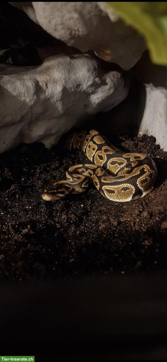 Bild 2: Königspython Weibchen mit oder ohne Terrarium