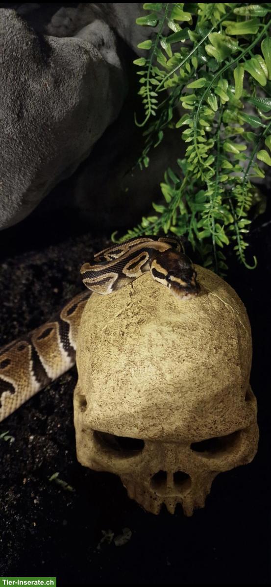 Bild 3: Königspython Weibchen mit oder ohne Terrarium