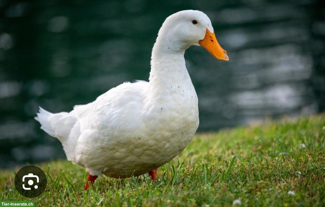 Peking Enten, Bruteier, Pekingenten GESUCHT