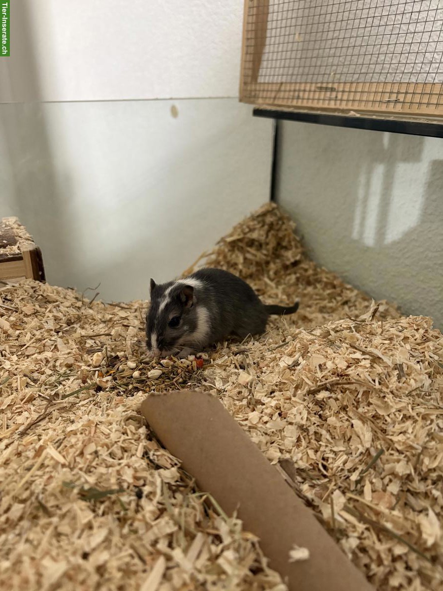 Rennmaus Weibchen sucht neue Freundin