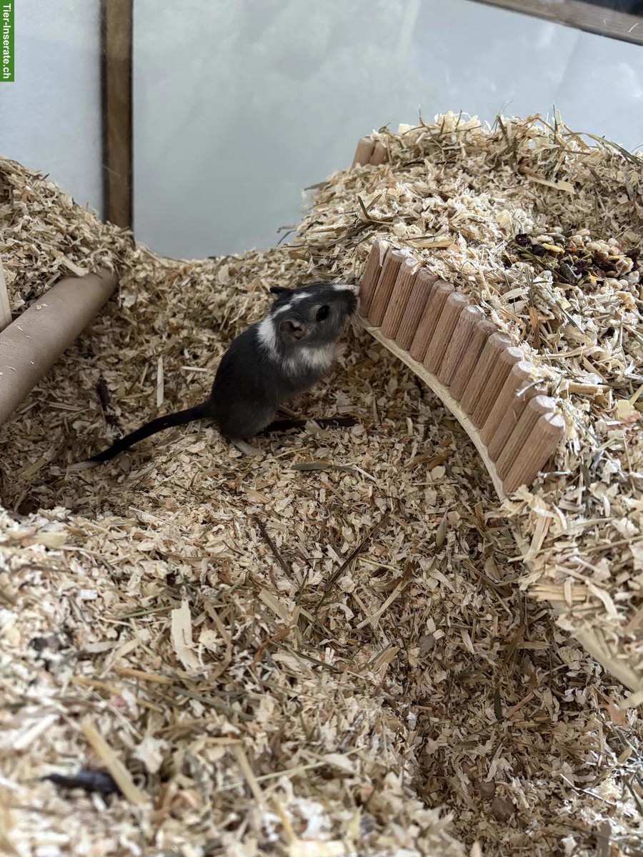 Bild 2: Rennmaus Weibchen sucht neue Freundin