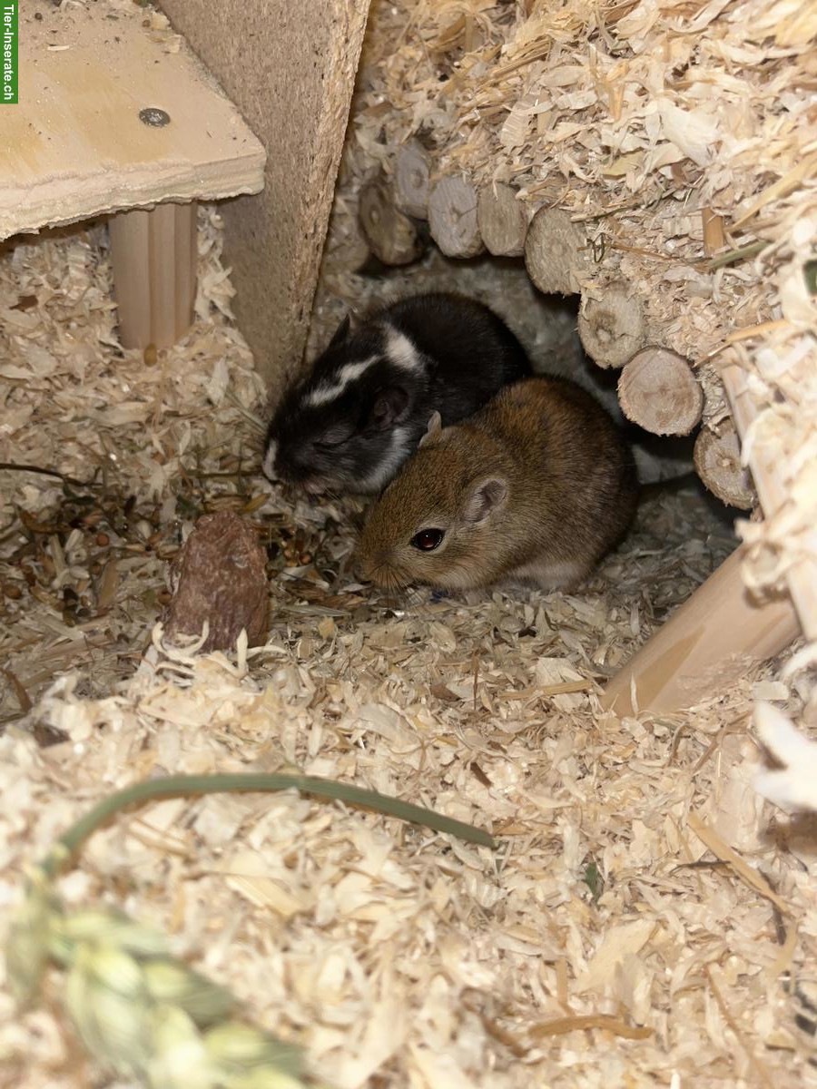 Bild 3: Rennmaus Weibchen sucht neue Freundin