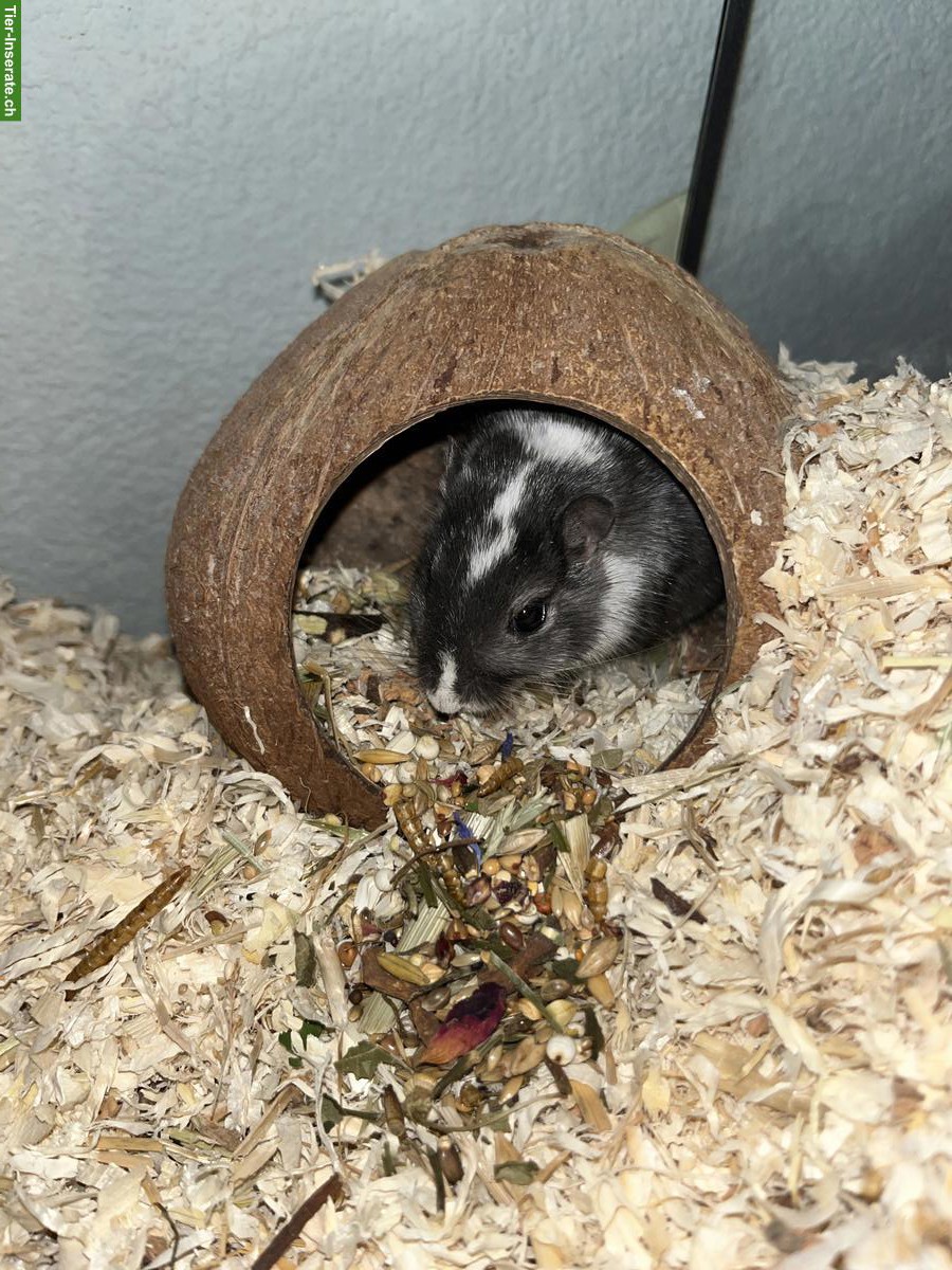 Bild 4: Rennmaus Weibchen sucht neue Freundin