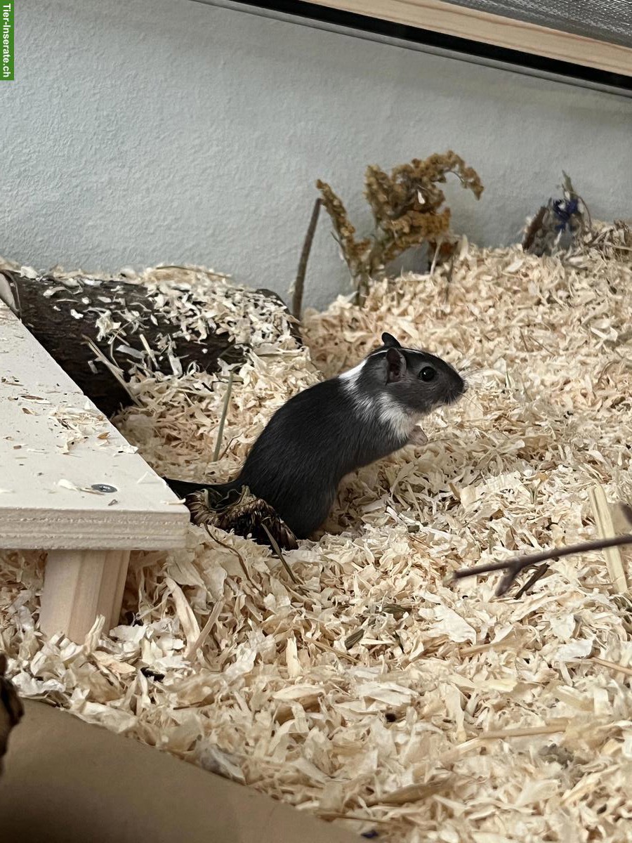 Bild 5: Rennmaus Weibchen sucht neue Freundin