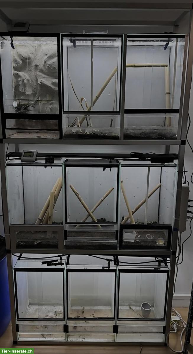 Terrarienregal mit 9 Terrarien zu verkaufen