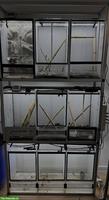 Terrarienregal mit 9 Terrarien zu verkaufen