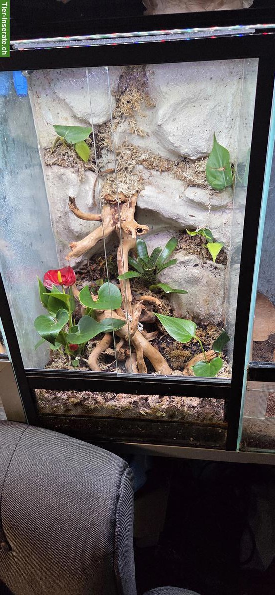 Bild 2: Terrarienregal mit 9 Terrarien zu verkaufen