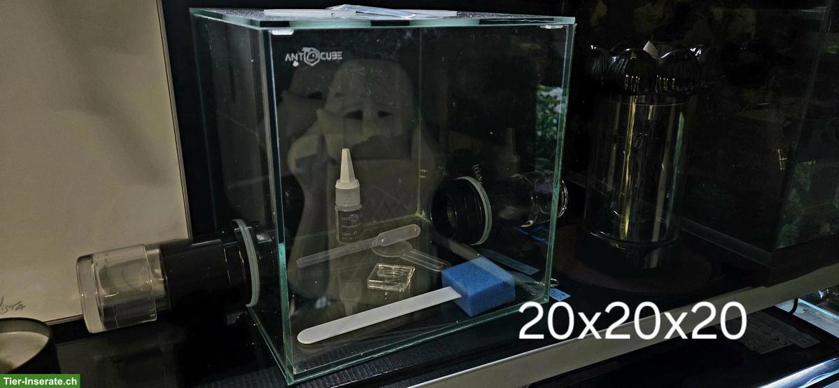 Formicarium Ameisenfarm Set zu verkaufen