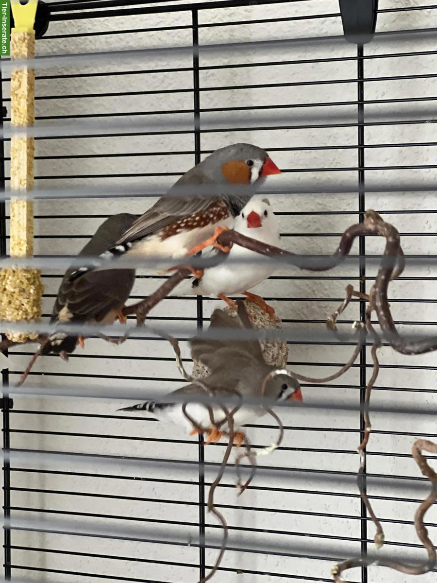 Süsse und aktive Zebrafinken mit grossem Käfig