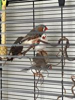 Süsse und aktive Zebrafinken mit grossem Käfig