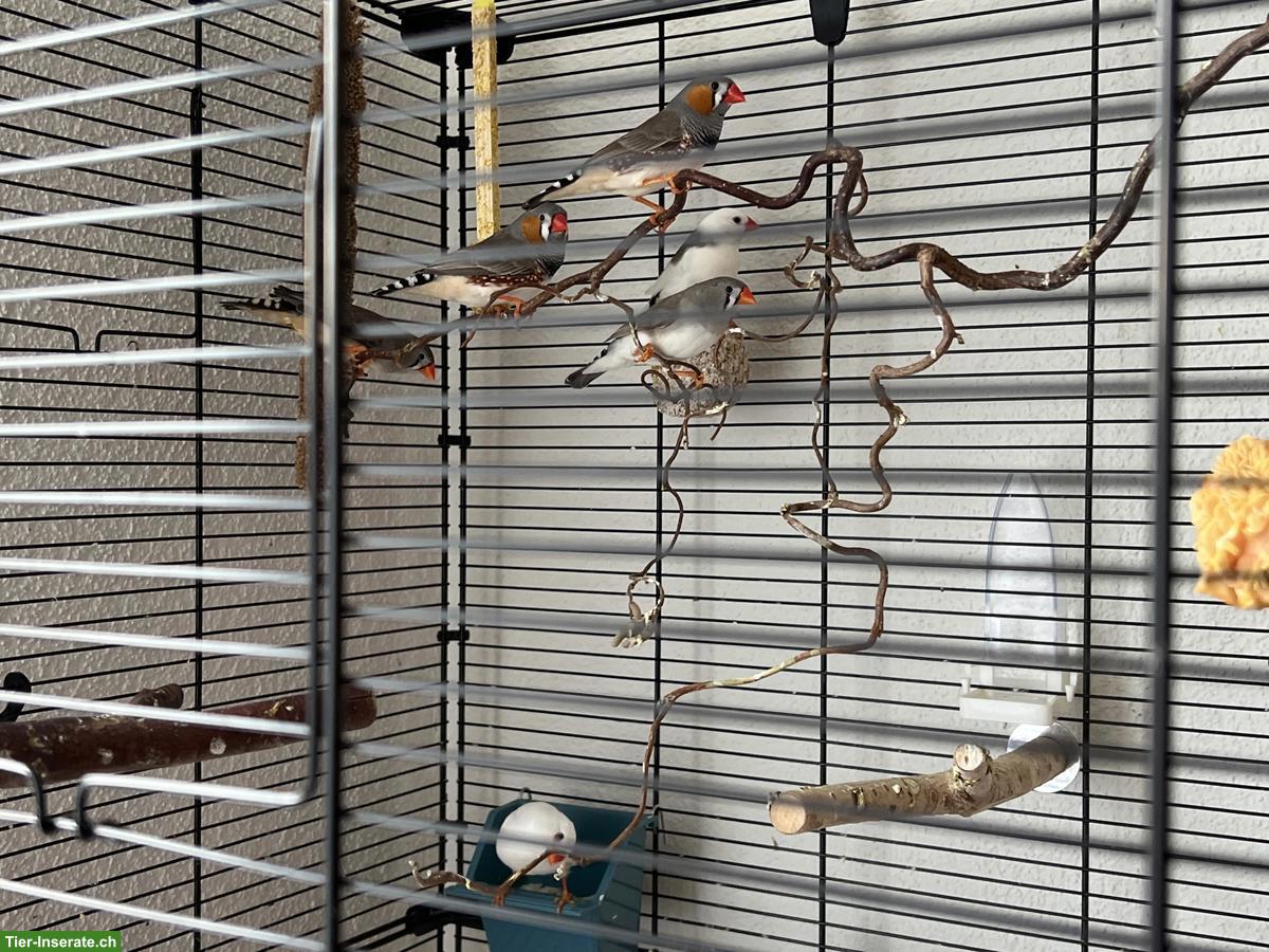 Bild 3: Süsse und aktive Zebrafinken mit grossem Käfig