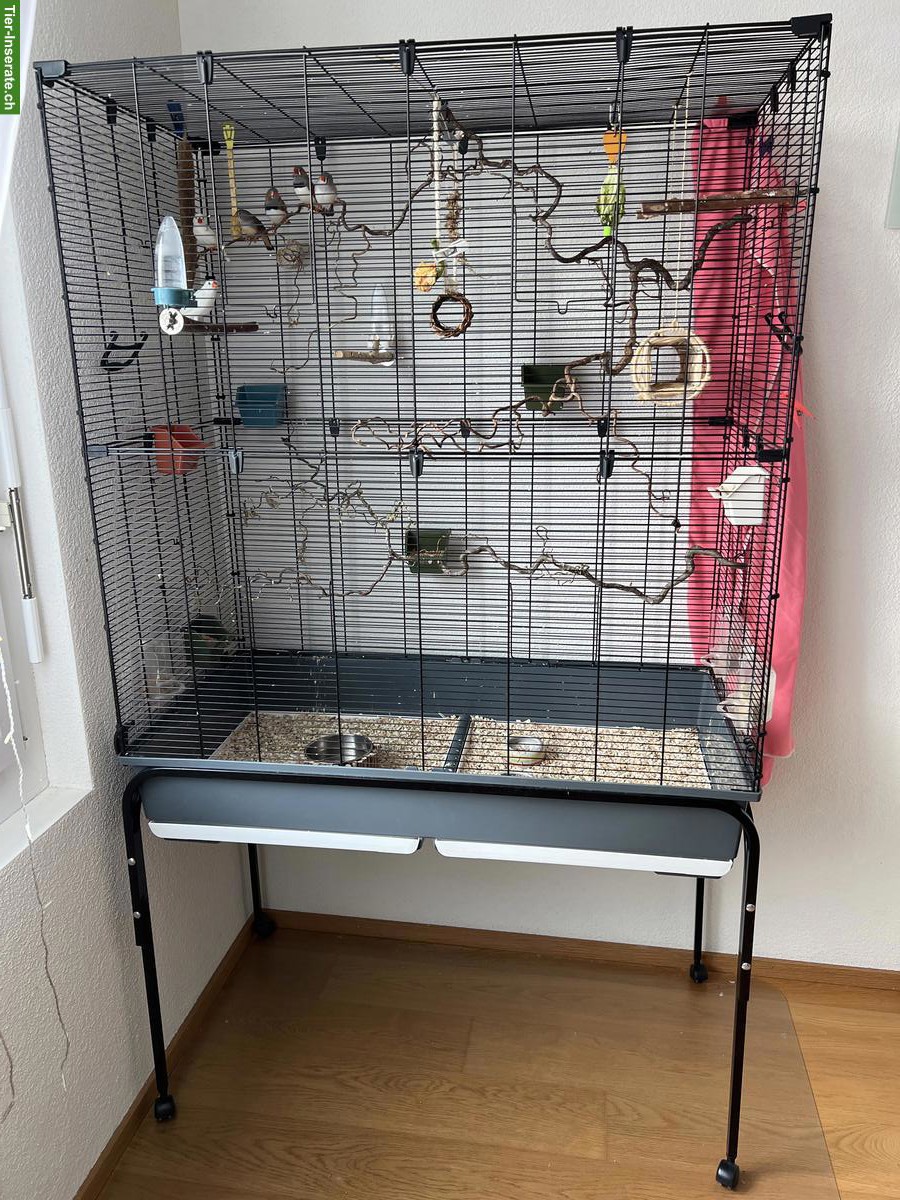 Bild 5: Süsse und aktive Zebrafinken mit grossem Käfig