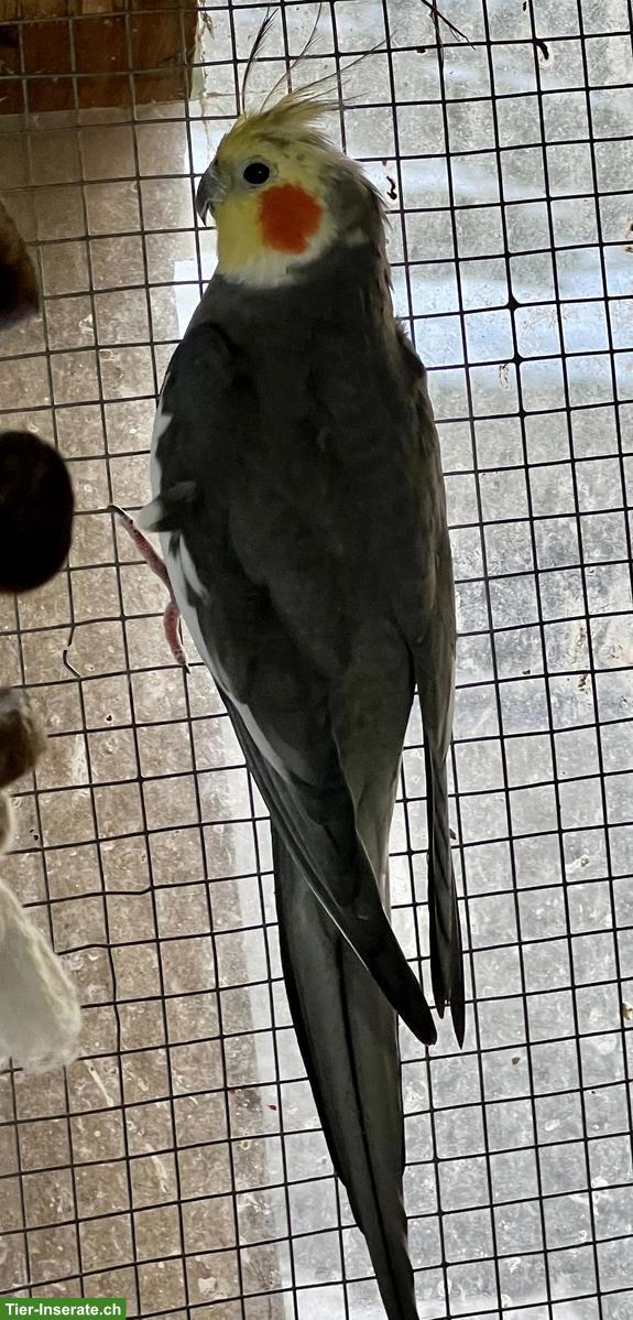 Einsamer Nymphensittich aus Aussenvoliere