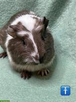 California, Crested, Agouti Meerschweinchen