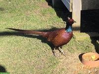 1.3 Jagdfasane (2025) zu verkaufen