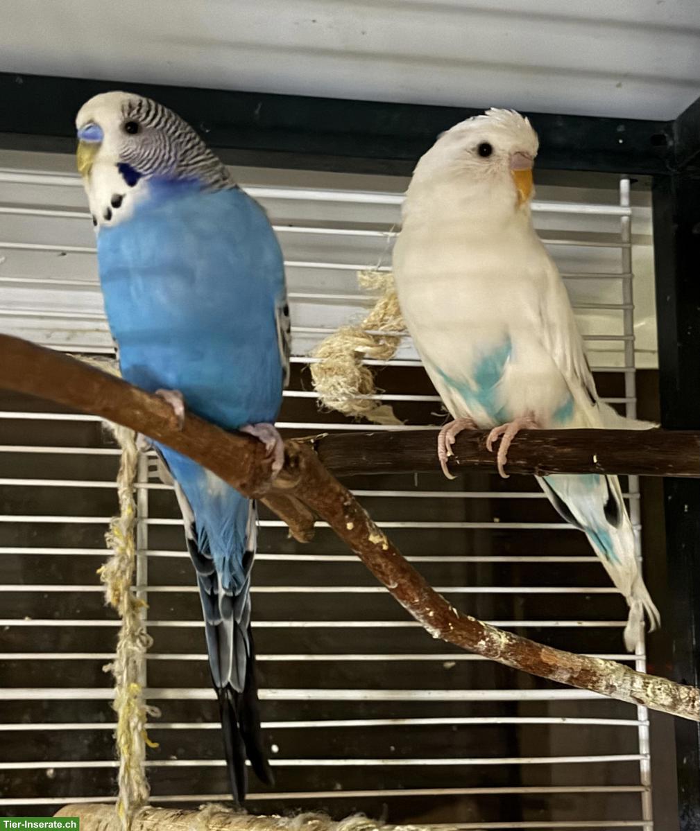 Wellensittich-Paar zu verkaufen, optional mit Voliere
