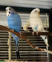 Wellensittich-Paar zu verkaufen, optional mit Voliere